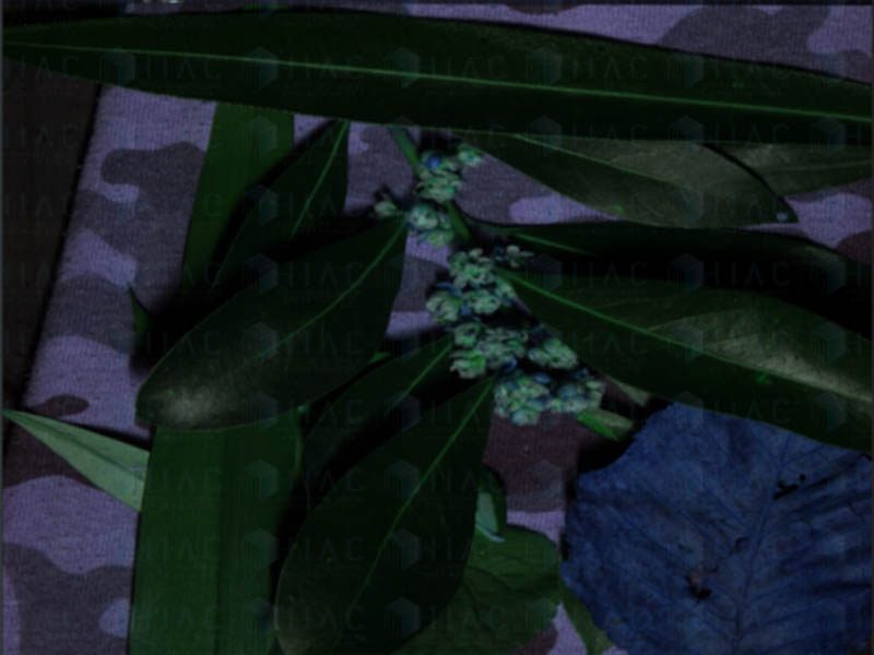 Camouflage Detection Camouflage Detection